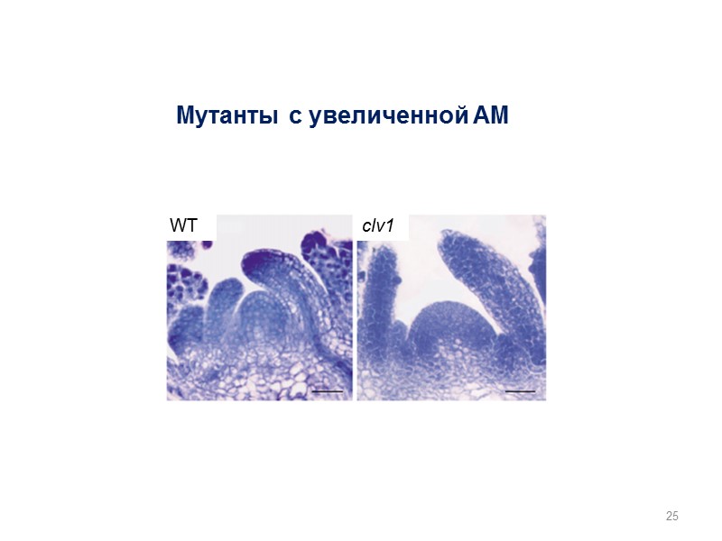 Мутанты с увеличенной АМ WT clv1 25